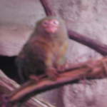 Pygmy marmoset at Warsaw Zoo