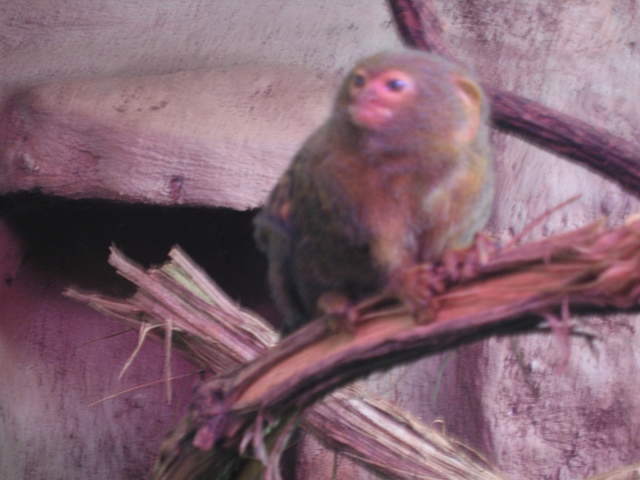 Pygmy marmoset at Warsaw Zoo
