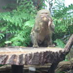 Pygmy marmoset at Warsaw Zoo