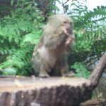 Pygmy marmoset at Warsaw Zoo