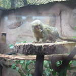 Pygmy marmoset at Warsaw Zoo