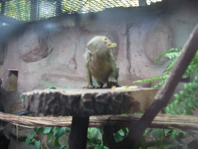 Pygmy marmoset at Warsaw Zoo