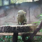 Pygmy marmoset at Warsaw Zoo