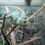 Chameleon at Warsaw Zoo