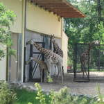 Giraffes at Warsaw Zoo