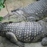 Crocodiles at Warsaw Zoo