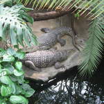 Crocodiles at Warsaw Zoo