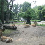 Alpacas at Warsaw Zoo