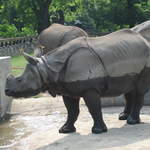 Rhinos at Warsaw Zoo