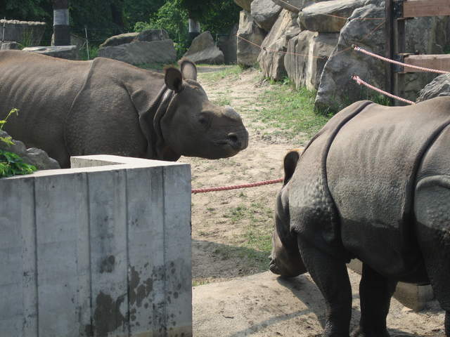 Rhinos at Warsaw Zoo