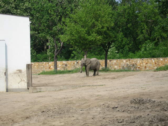 Elephant at Warsaw Zoo
