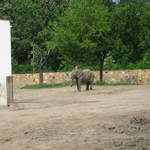 Elephant at Warsaw Zoo