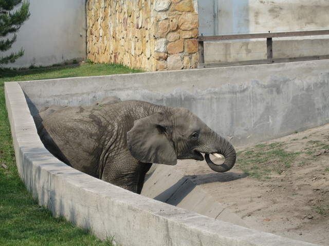 Elephant at Warsaw Zoo