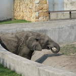 Elephant at Warsaw Zoo