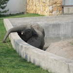 Elephant at Warsaw Zoo
