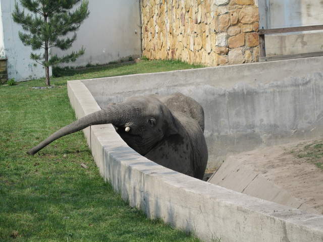 Elephants at Warsaw Zoo