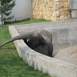 Elephants at Warsaw Zoo