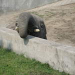 Elephant at Warsaw Zoo