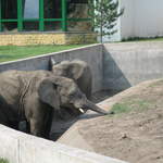 Elephants at Warsaw Zoo