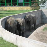 Elephants at Warsaw Zoo