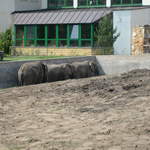 Elephants at Warsaw Zoo