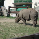 Rhino at Warsaw Zoo