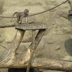 Monkey at Warsaw Zoo