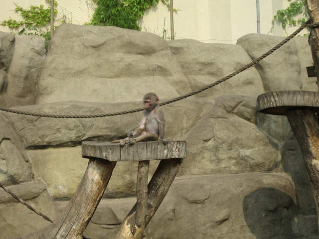Monkey at Warsaw Zoo