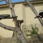 Monkey at Warsaw Zoo