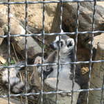 Lemer at Warsaw Zoo