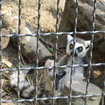 Lemer at Warsaw Zoo