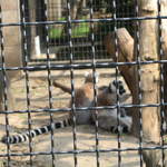 Lemer at Warsaw Zoo