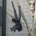 Chimp at Warsaw Zoo