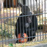 Chimp at Warsaw Zoo