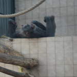 Chimp at Warsaw Zoo