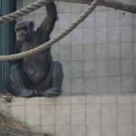 Chimp at Warsaw Zoo