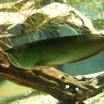 Arowana at Warsaw Zoo