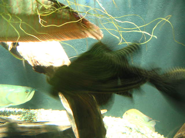 Large Scummy at Warsaw Zoo