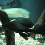 Large Scummy at Warsaw Zoo
