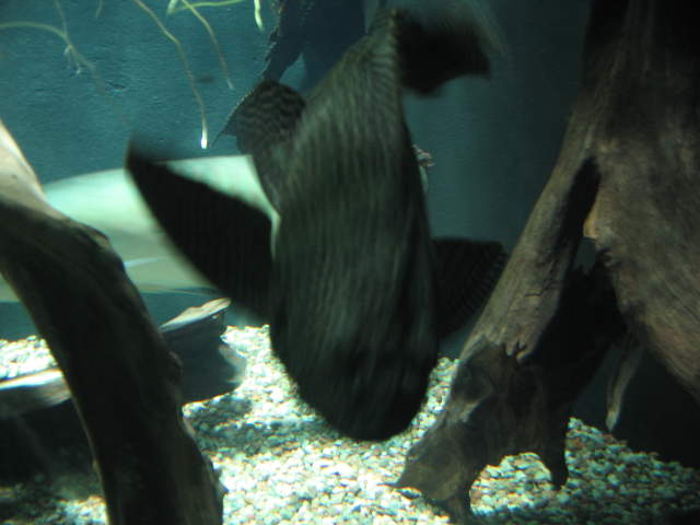 Large Scummy at Warsaw Zoo