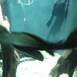 Large Scummy at Warsaw Zoo