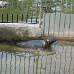 Sealion at Warsaw Zoo