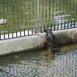 Sealion at Warsaw Zoo