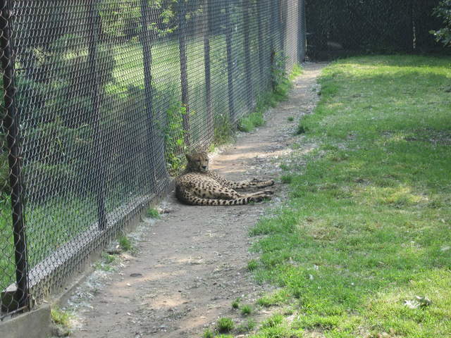 Cheetah at Warsaw Zoo