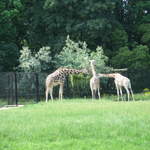 Giraffes at Warsaw Zoo