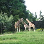 Giraffes at Warsaw Zoo