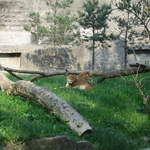 Lions at Warsaw Zoo