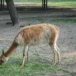 Alpaca at Warsaw Zoo