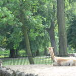 Alpaca at Warsaw Zoo