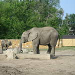 Elephant at Warsaw Zoo